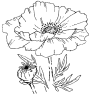 Bird - Pocket 2